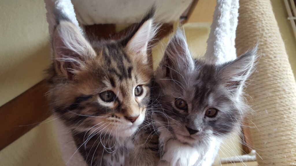 cats, kittens, maine coon-1935013.jpg